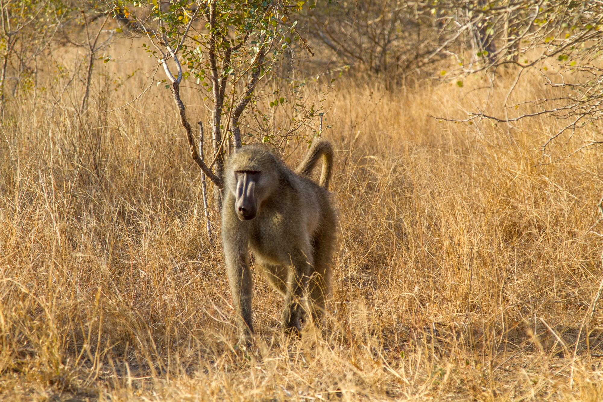 20120728   Sudafrica 0298